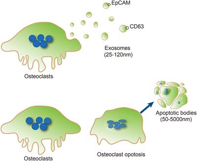 Osteoclast-Derived Extracellular Vesicles: Novel Regulators of Osteoclastogenesis and Osteoclast–Osteoblasts Communication in Bone Remodeling
